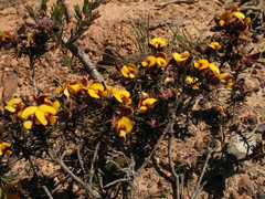 Bossiaea eriocarpa