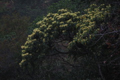 Machilus thunbergii