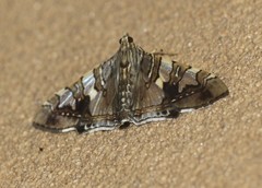 Glyphodes cosmarcha