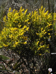Synaphea polymorpha