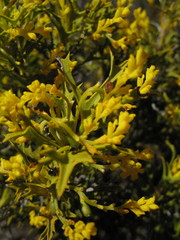 Synaphea polymorpha