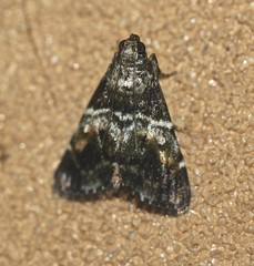 Orthaga atribasalis