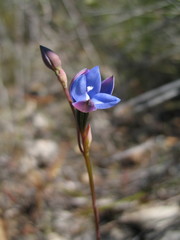 Thelymitra cornicina
