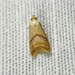 Hapaloteucha paragramma