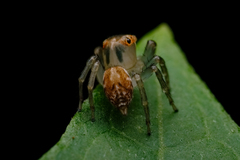 Prostheclina pallida