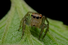 Prostheclina pallida