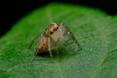 Prostheclina pallida