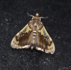 Rehimena cissophora