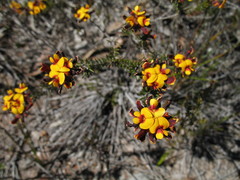 Bossiaea eriocarpa