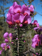 Gompholobium glabristylum