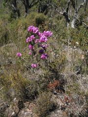 Gompholobium glabristylum
