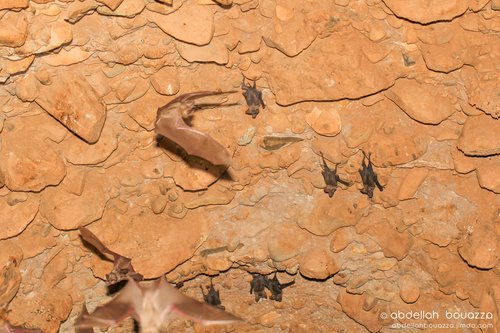 Geoffroy's Trident Leaf-nosed Bat