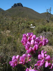 Gompholobium glabristylum