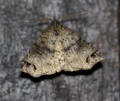 Lithilaria proestans