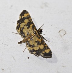 Eurrhyparodes tricoloralis
