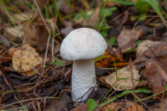 Leccinum percandidum