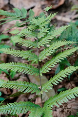 Pteris arisanensis