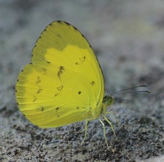Eurema andersoni