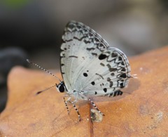 Megisba malaya