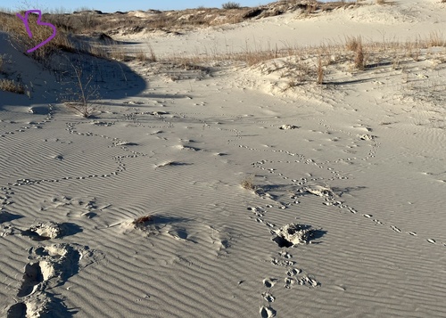 American Badger photographed in Texas