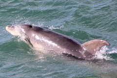 Tursiops aduncus