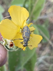 Hycleus burmeisteri