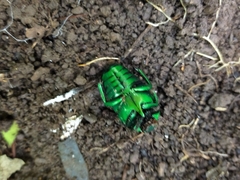 Ischiopsopha wallacei