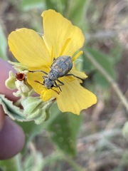 Hycleus burmeisteri
