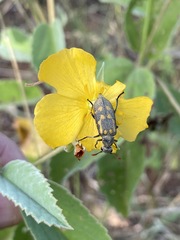 Hycleus burmeisteri