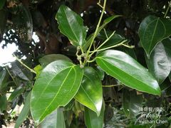 Cinnamomum kotoense