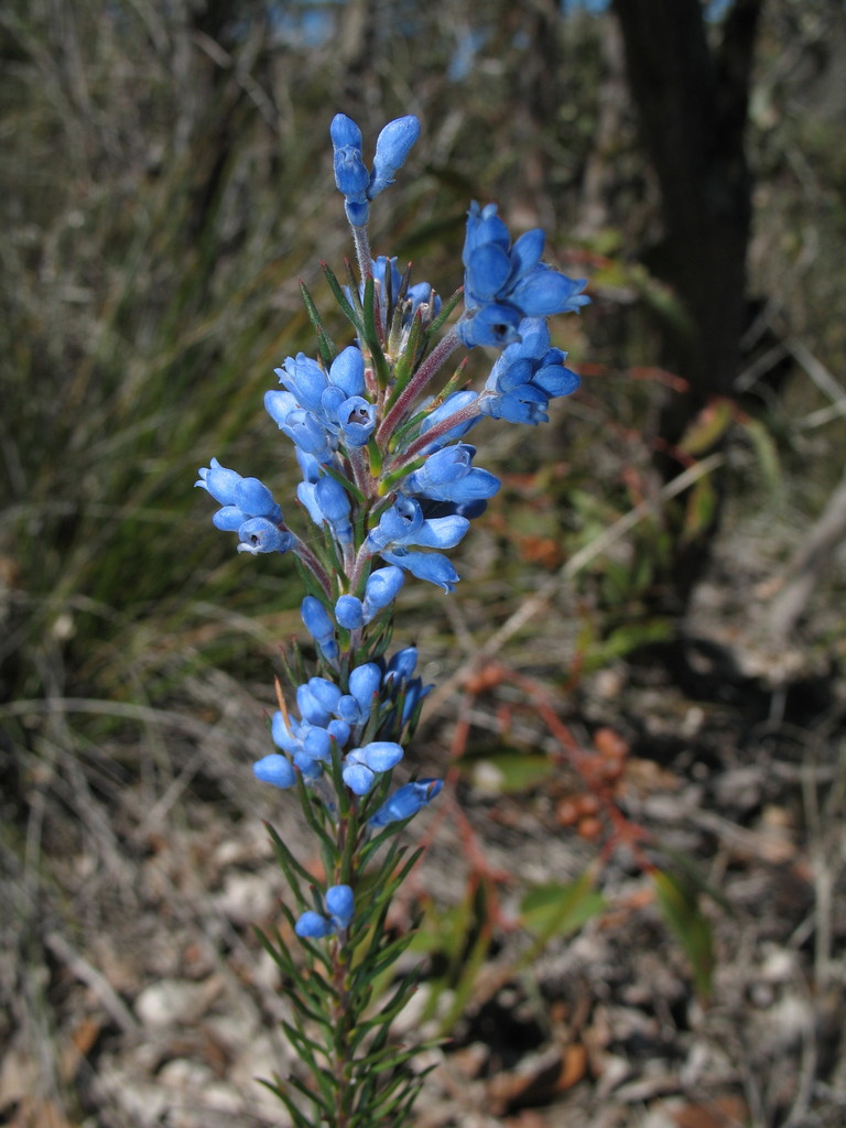Conospermum coerulescens