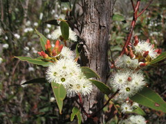 Eucalyptus staeri