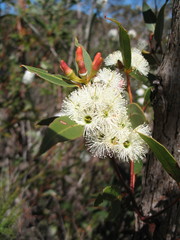 Eucalyptus staeri