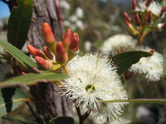 Eucalyptus staeri