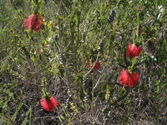 Melaleuca transversa