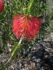 Melaleuca transversa