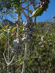 Melaleuca transversa