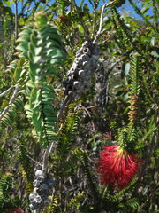 Melaleuca transversa