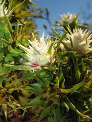 Andersonia echinocephala