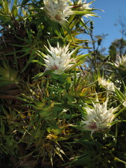 Andersonia echinocephala