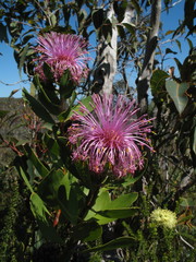 Isopogon latifolius