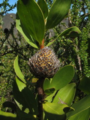 Isopogon latifolius