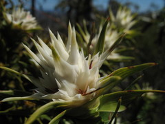 Andersonia echinocephala