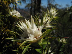 Andersonia echinocephala