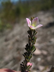 Boronia albiflora