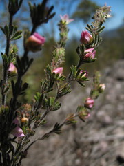 Boronia albiflora
