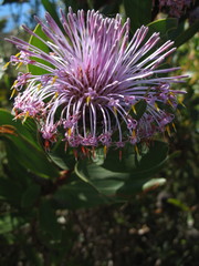 Isopogon latifolius