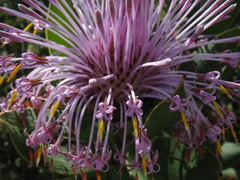 Isopogon latifolius