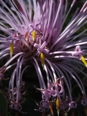 Isopogon latifolius
