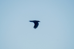 Corvus corone